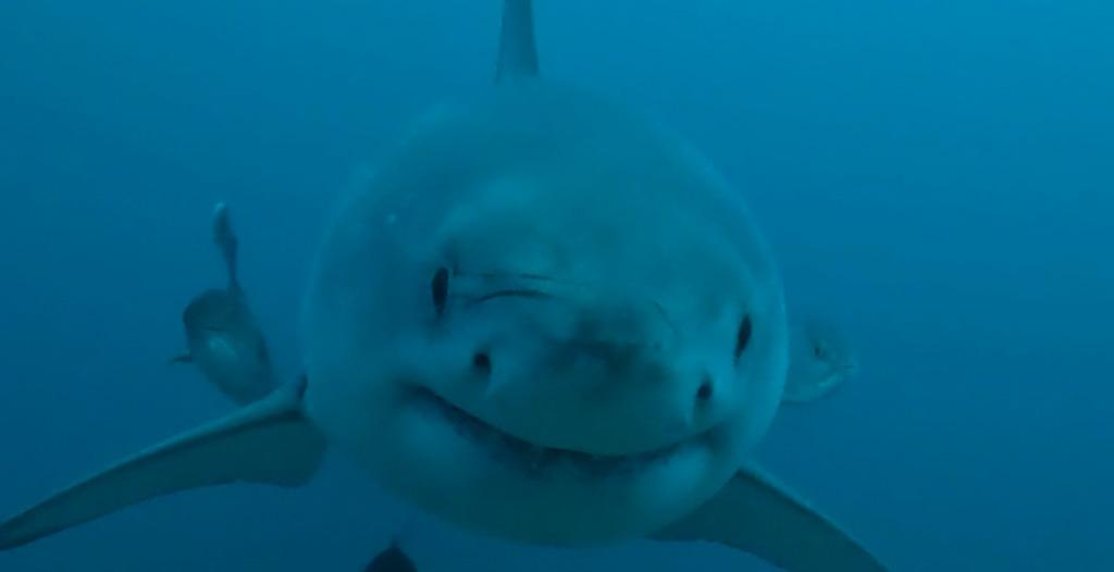 在阿拉巴马海岸发现大白鲨